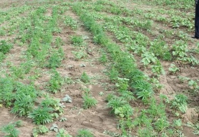 Bamya tarlasında uyuşturucu