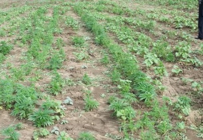 Bamya tarlasında uyuşturucu