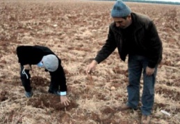 Barak Ovası'nın çiftçileri kuraklık sıkıntısı yaşıyor