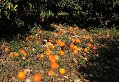 Barut: Narenciye tarlada çürümeye terk edildi 