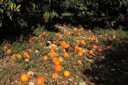 Barut: Narenciye tarlada çürümeye terk edildi 