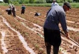 Baş: 4 bin yıldır yetiştirilen buğdayı üretemeyecek duruma geldik