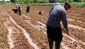 Baş: 4 bin yıldır yetiştirilen buğdayı üretemeyecek duruma geldik