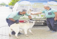 Başıboş köpekler koruma altına alınıyor 