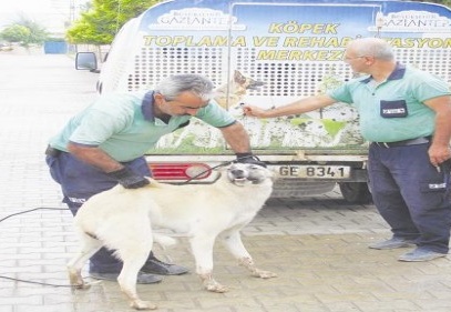 Başıboş köpekler koruma altına alınıyor 