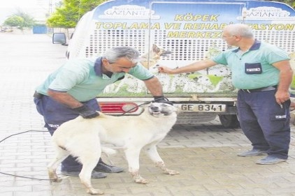 Başıboş köpekler koruma altına alınıyor 