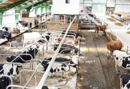 Bazı genetiği değiştirilmiş soya ve mısır çeşitlerinin hayvan yemlerinde kullanımı onaylandı