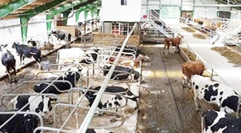 Bazı genetiği değiştirilmiş soya ve mısır çeşitlerinin hayvan yemlerinde kullanımı onaylandı