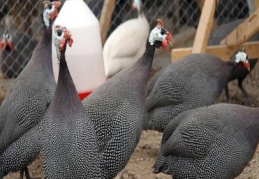 Beç tavuğunun fendi keneyi yendi