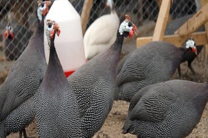 Beç tavuğunun fendi keneyi yendi