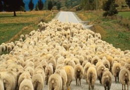 Belediyeler kurban satıcılarına kolaylık sağlamalı