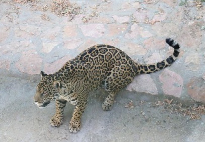 Benekli jaguar, eş bulunamadığı için yalnız yaşıyor