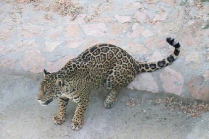 Benekli jaguar, eş bulunamadığı için yalnız yaşıyor