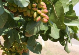 Bereketli yağmurlar, gelecek senenin fıstığına yarayacak