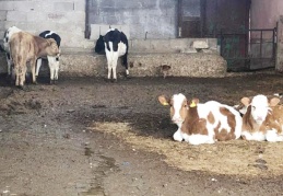 Besiciler uyardı: Sona doğru geliyoruz, 3-5 gün sonra süt sağacak hayvan bulamayacağız