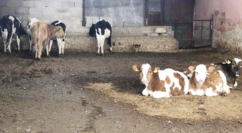 Besiciler uyardı: Sona doğru geliyoruz, 3-5 gün sonra süt sağacak hayvan bulamayacağız