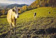 Besiciye ve süt üreticisine müjde