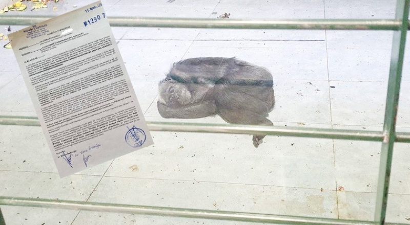 Beton zeminde yatan maymunlar için Belediyeye kınama ve uyarı ihtarı çekildi