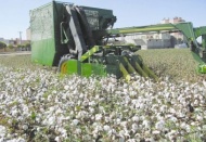 Beyaz altın hasadı başladı