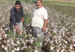 ‘Beyaz altın’ hasadı başladı