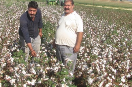 &#8216;Beyaz altın&#8217; hasadı başladı