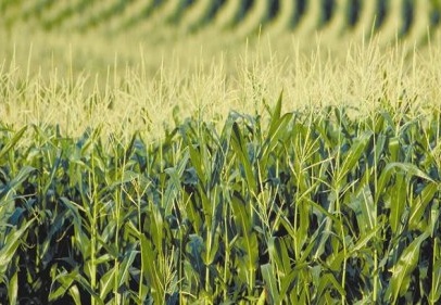 Beyaz altın yerini mısıra bırakacak