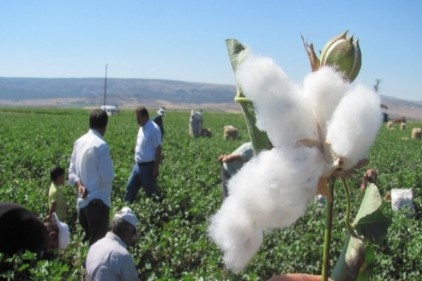 Beyaz altında hasat zamanı