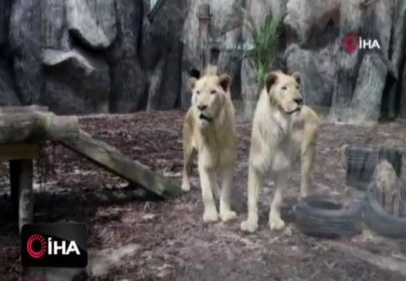 Beyaz aslanlar ilk kez Türkiye'de