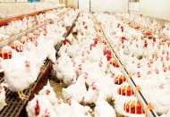 Beyaz et üretiminde maliyet yüzde 60 arttı, sektör yüzde 20 küçüldü