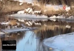 Beyaz gelincik Kars'ta görüntülendi