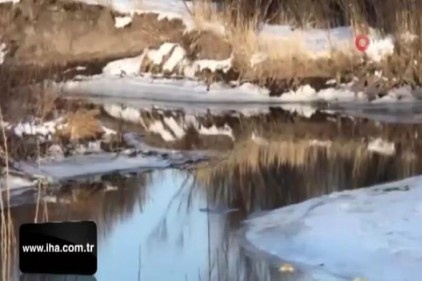 Beyaz gelincik Kars&#039;ta görüntülendi