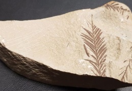 Beydağları'nda 65 milyon yıllık bitki fosili bulundu