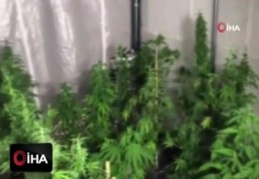 Beylikdüzü'nde bir evde 57 kök Hint keneviri ele geçirildi