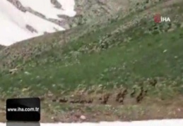 Bezuvar dağ keçileri sürü halinde görüntülendi