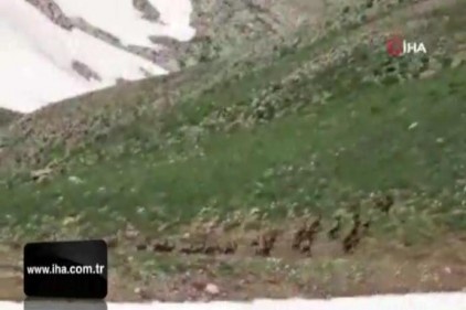 Bezuvar dağ keçileri sürü halinde görüntülendi