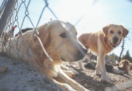 bianet'in hayvan hakları haberi üzerine verilen soru önergesine Bakanlıktan yanıt