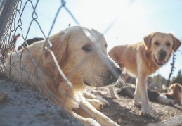 bianet'in hayvan hakları haberi üzerine verilen soru önergesine Bakanlıktan yanıt