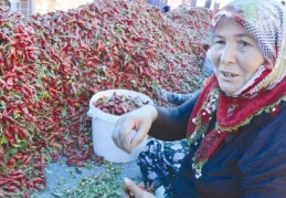 Biber çöpü temizleyerek çocuk okutuyorlar
