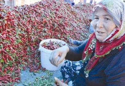 Biber çöpü temizleyerek çocuk okutuyorlar