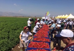Biber hasadı da yapıldı