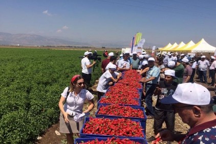 Biber hasadı da yapıldı