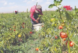 Biber tarlada 1, markette 4 TL