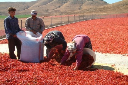 Biber üreticisine mektupla virus uyarısı
