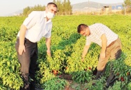 Biberler hasada geldi, alıcı yok
