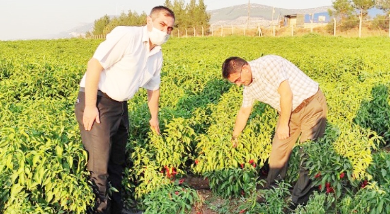 Biberler hasada geldi, alıcı yok