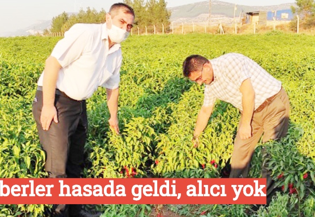 Biberler hasada geldi, alıcı yok