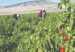 Biberler, salça fabrikalarına gidiyor