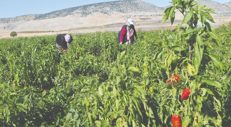 Biberler, salça fabrikalarına gidiyor