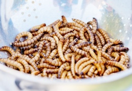 Bilim insanları, bir solucan türünün 'plastik' yiyebildiğini keşfetti