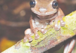 Bilim insanları "çikolata kurbağa" türünü keşfetti
